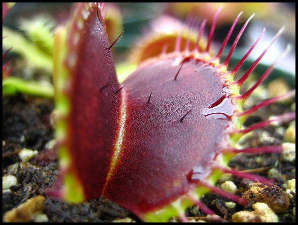 Хищное растение Чародейка