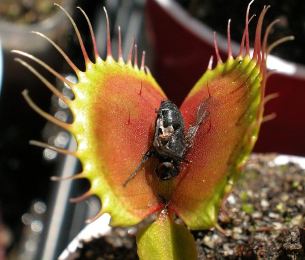 Венерина мухоловка гигантская