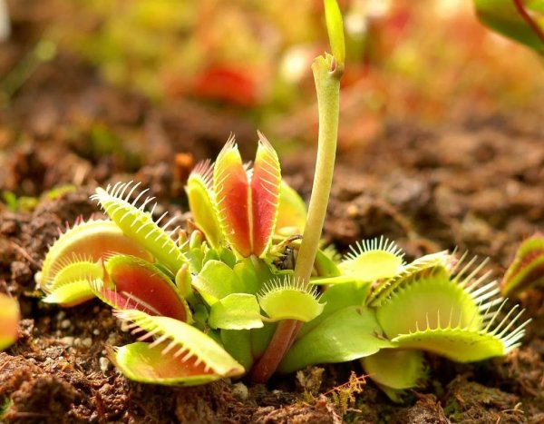 Венерина мухоловка