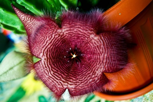 Росянка мухоловка непентес