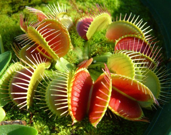 Венерина мухоловка и насекомые