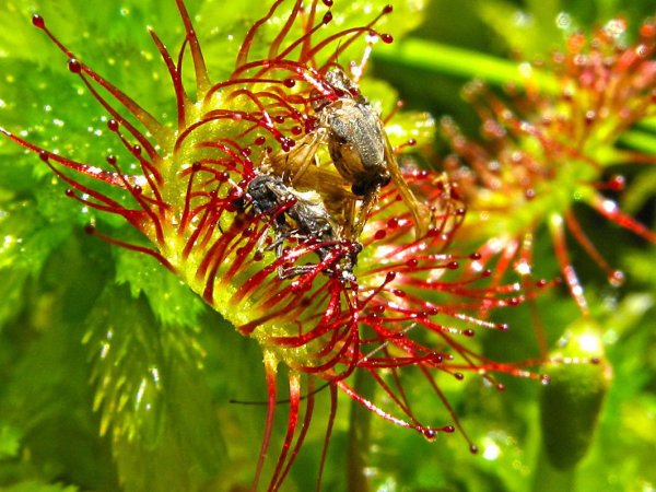 Росянки Алисии