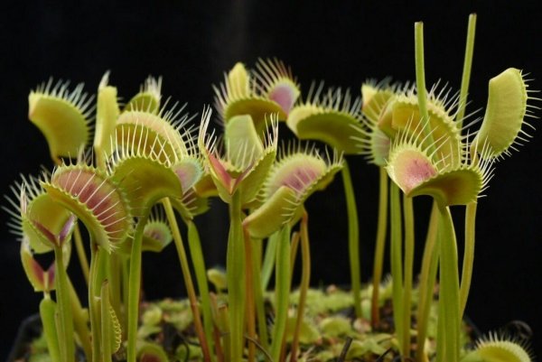 Росянка Капская