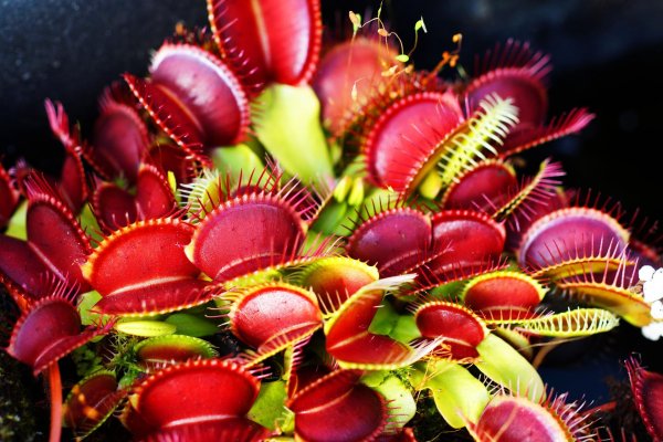 Венерина мухоловка фотосинтез