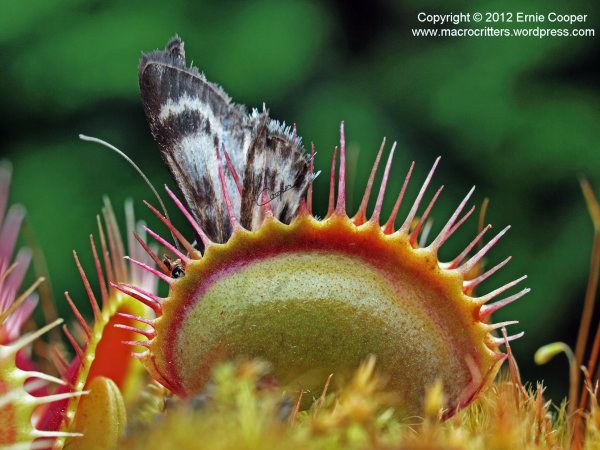 Актиния Венерина мухоловка