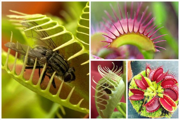 Венерина мухоловка Тритон