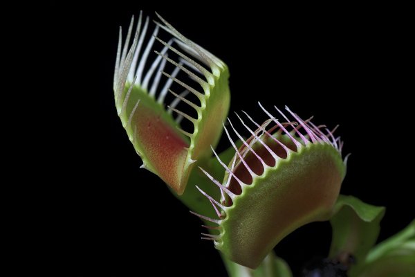 Росянка Капская красная