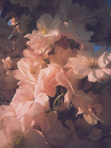 Цветочная Эстетика