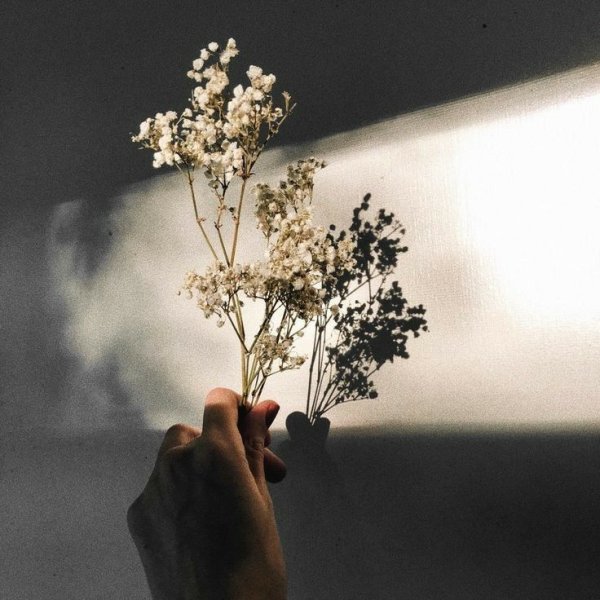 Цветы Эстетика