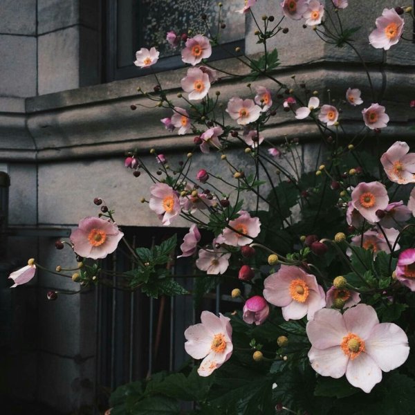 Красивая Эстетика цветов