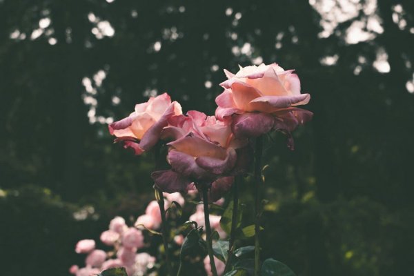 Цветочки Эстетика