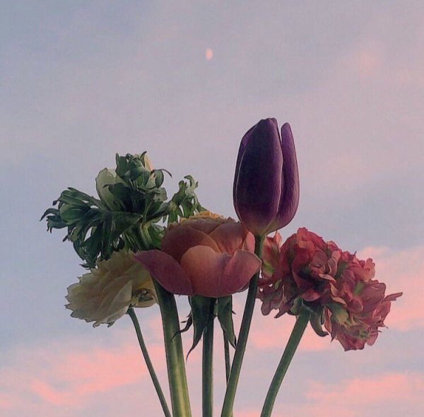 Цветы Эстетик