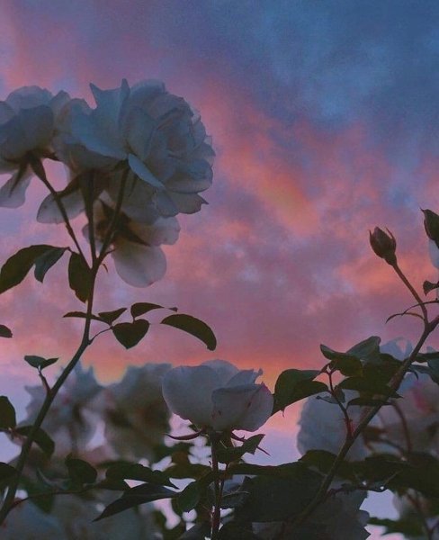 Соня Эстетика