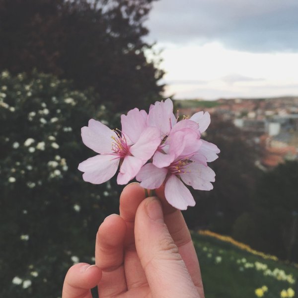 Эстетичные цветы