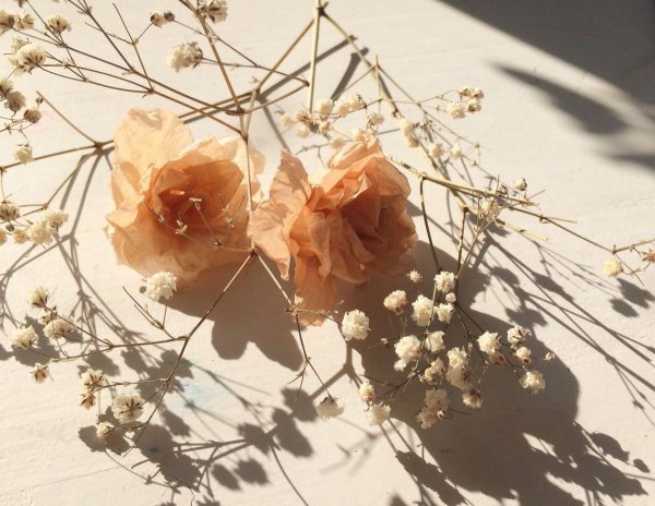 Цветы Эстетика с пинтереста