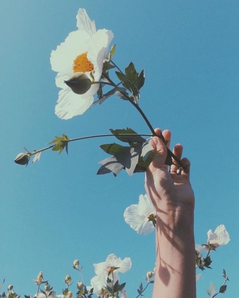 Цветы для эстетики