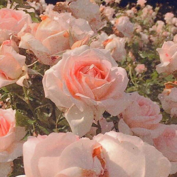 Розы Эстетика Пинтерест