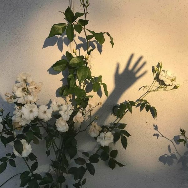 Цветы Эстетика с пинтереста