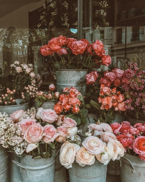 Дарк Роуз Эстетика