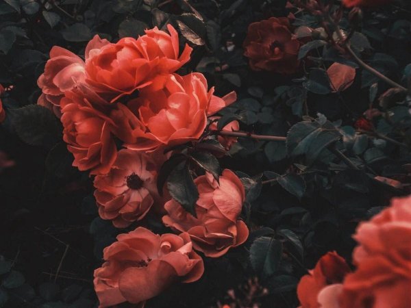 Зелень Эстетика