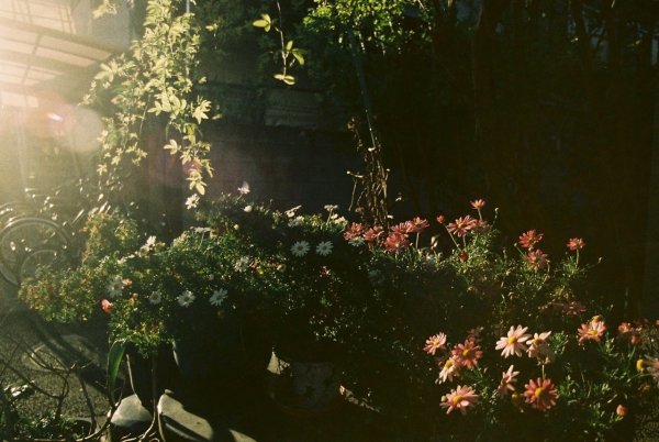 Розы Эстетика