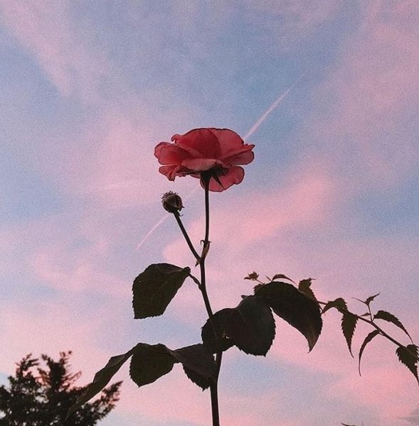 Розы Эстетика