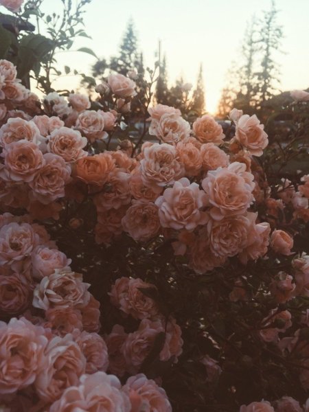 Цветочки Эстетика