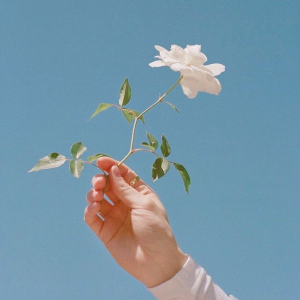 Цветы Эстетика