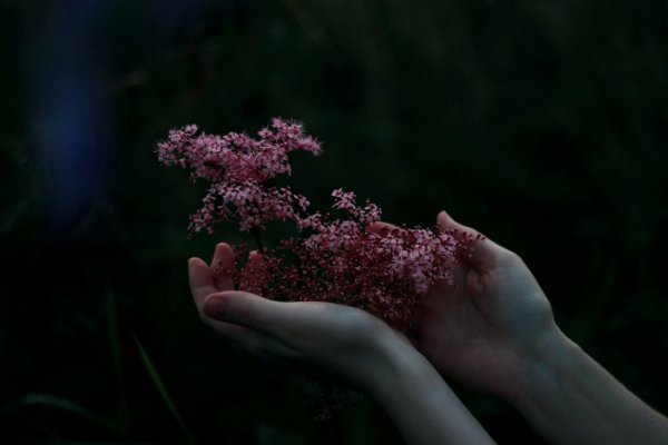 Эстетические цветы