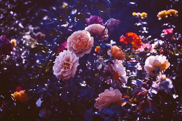 Фотосессия с цветком Эстетика