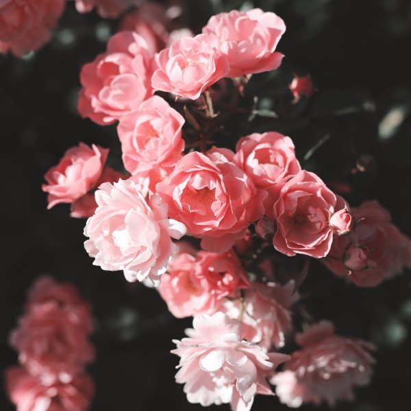 Эстетичные букеты