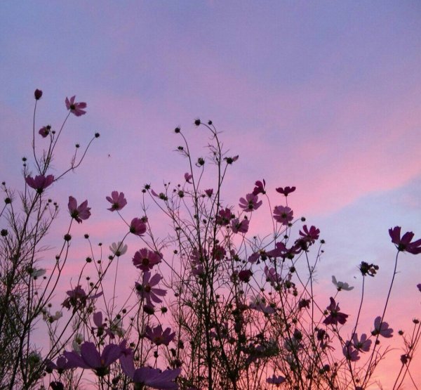 Эстетика прекрасного