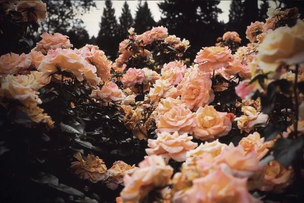 Эстетика цветов