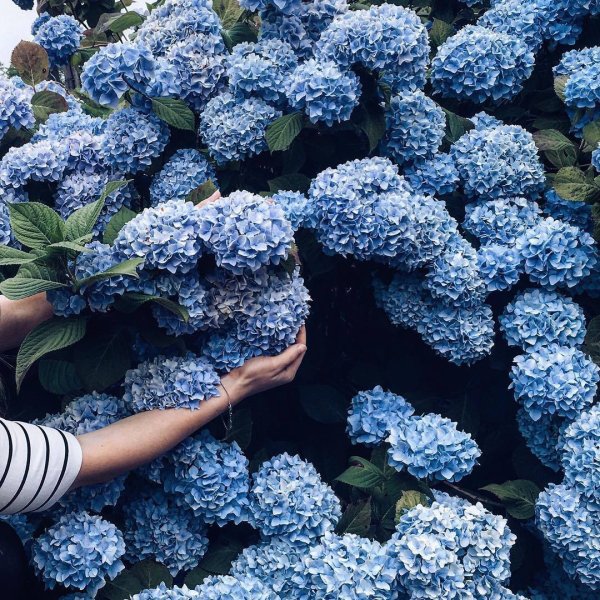 Нюдовые пионы Эстетика