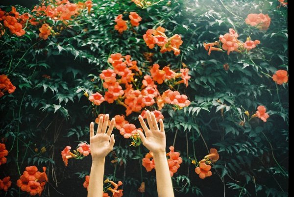 Цветы Эстетика