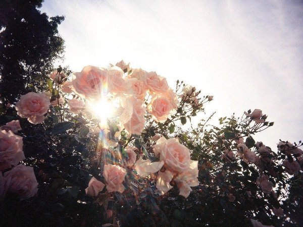 Алые розы Эстетика