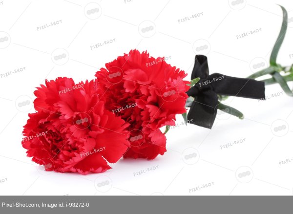 Траурные гвоздики