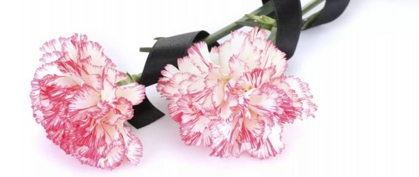 Гвоздики с траурной лентой