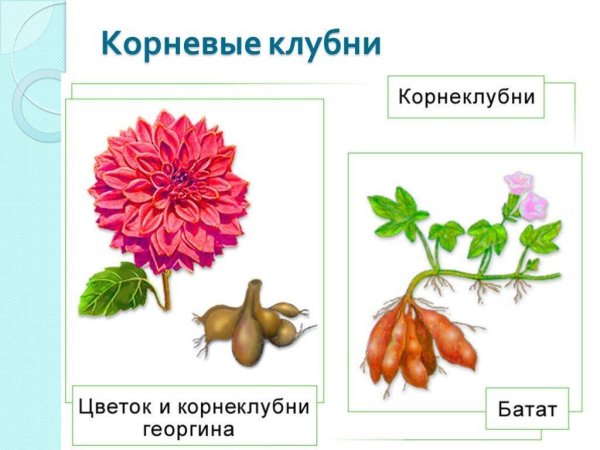 Георгин Dahlia Tirza