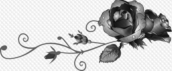 Черные цветы без фона