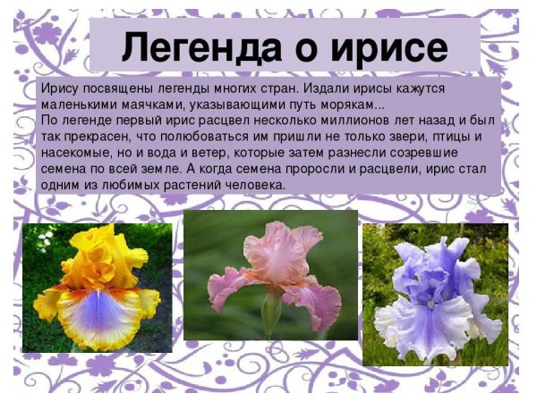 Сказка быль Платонова неизвестный цветок