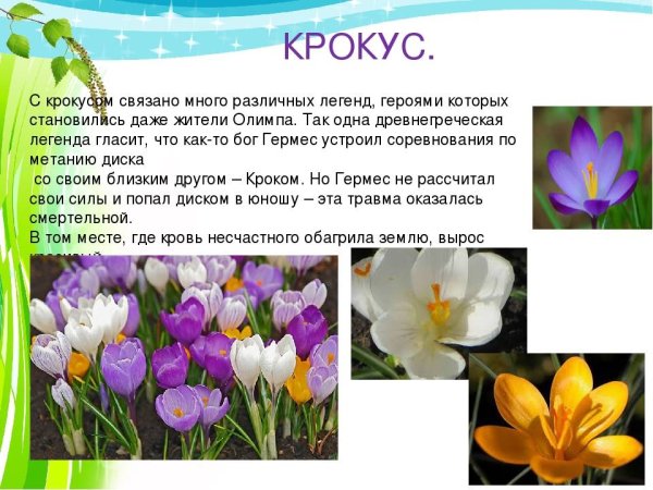 Аленький цветочек символ