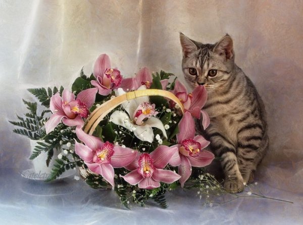 Кошка с букетом цветов