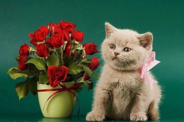 С днем рождения котенок