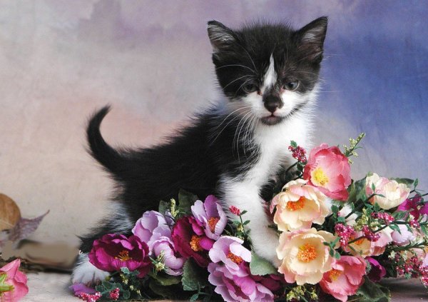Кошка с цветами