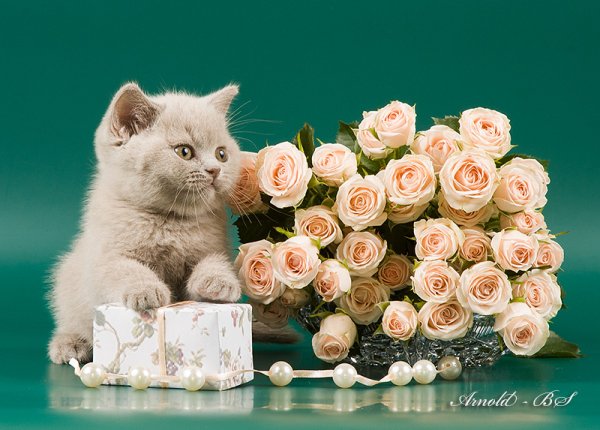 С днем рождения кошки