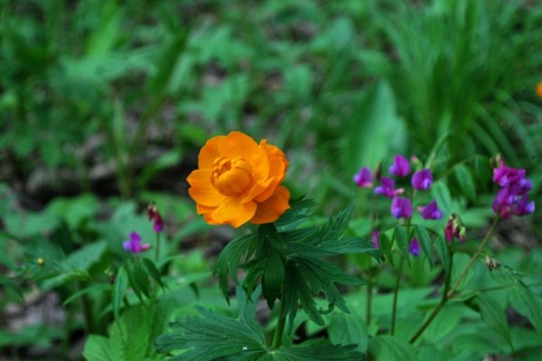 Журавинка Лесные цветы