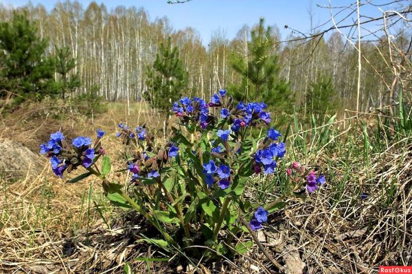 Сибирские цветы Медуница