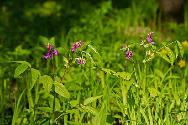 Сочевичник весенний Алба