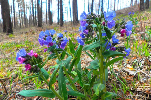 Первоцветы Урала Медуница
